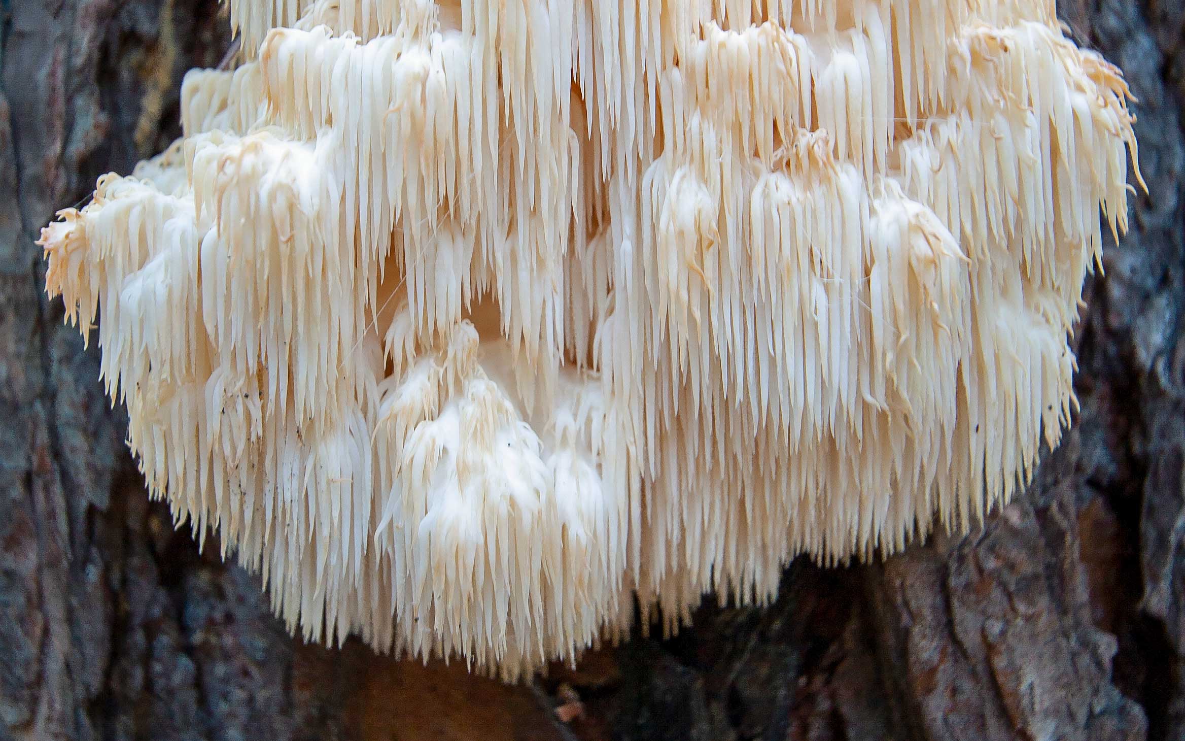 Lion's Mane mushroom